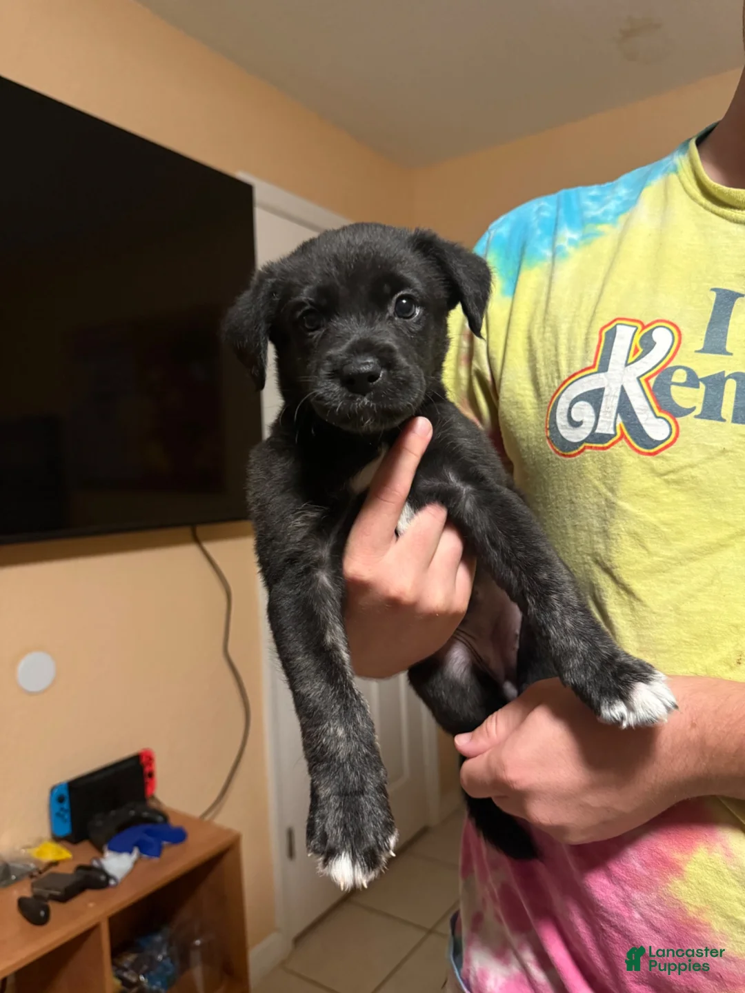 Mixed Breed dogs for sale: Hachi - Ad 9