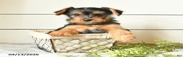 Yorkshire Terrier dogs for sale: Ivan - Ad 4
