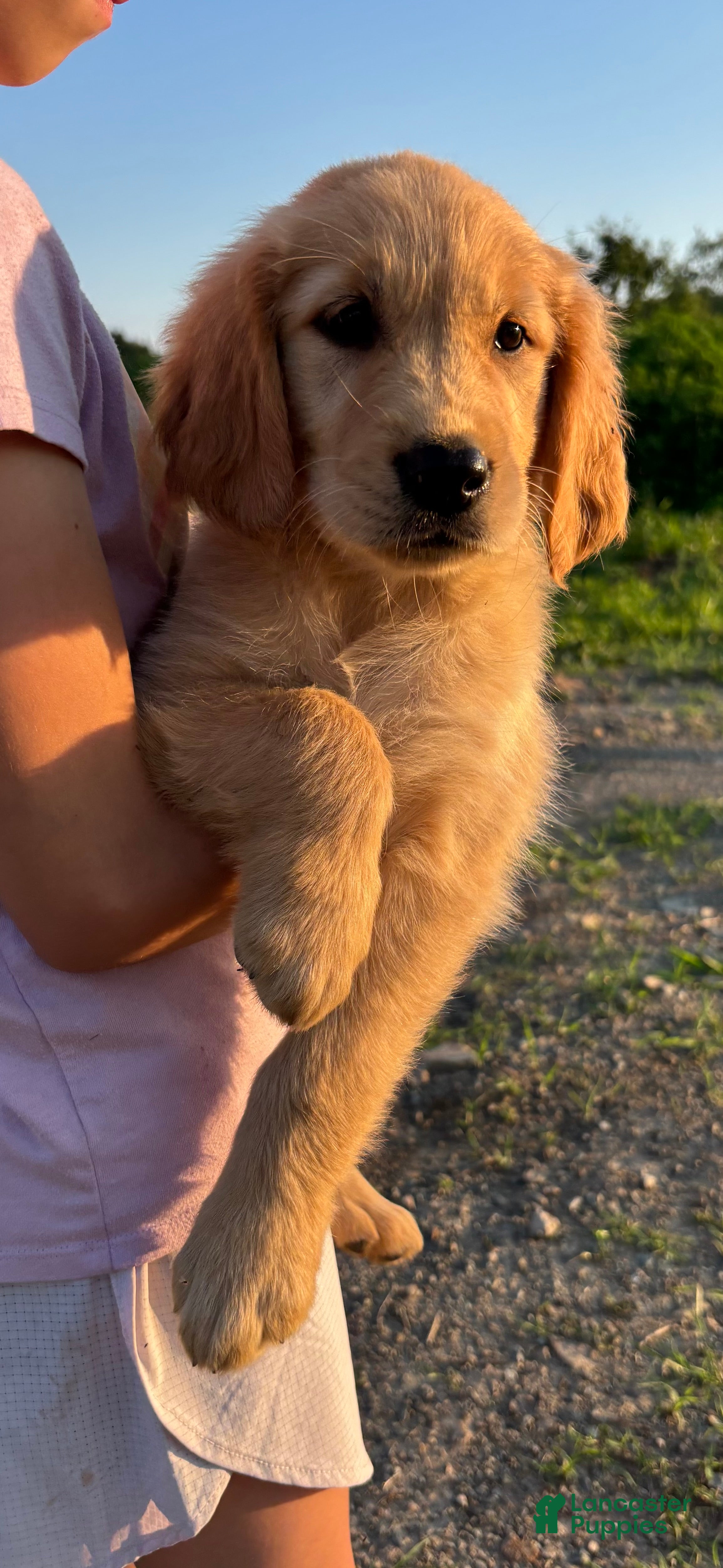 Golden Retriever dogs Cooper - Ad 1