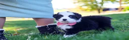 Miniature Australian Shepherd dogs for sale: Ricochet - Ad 3