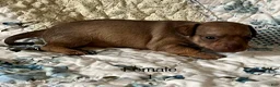 Chiweenie dogs for sale: Chiweenie 5 - Ad 15