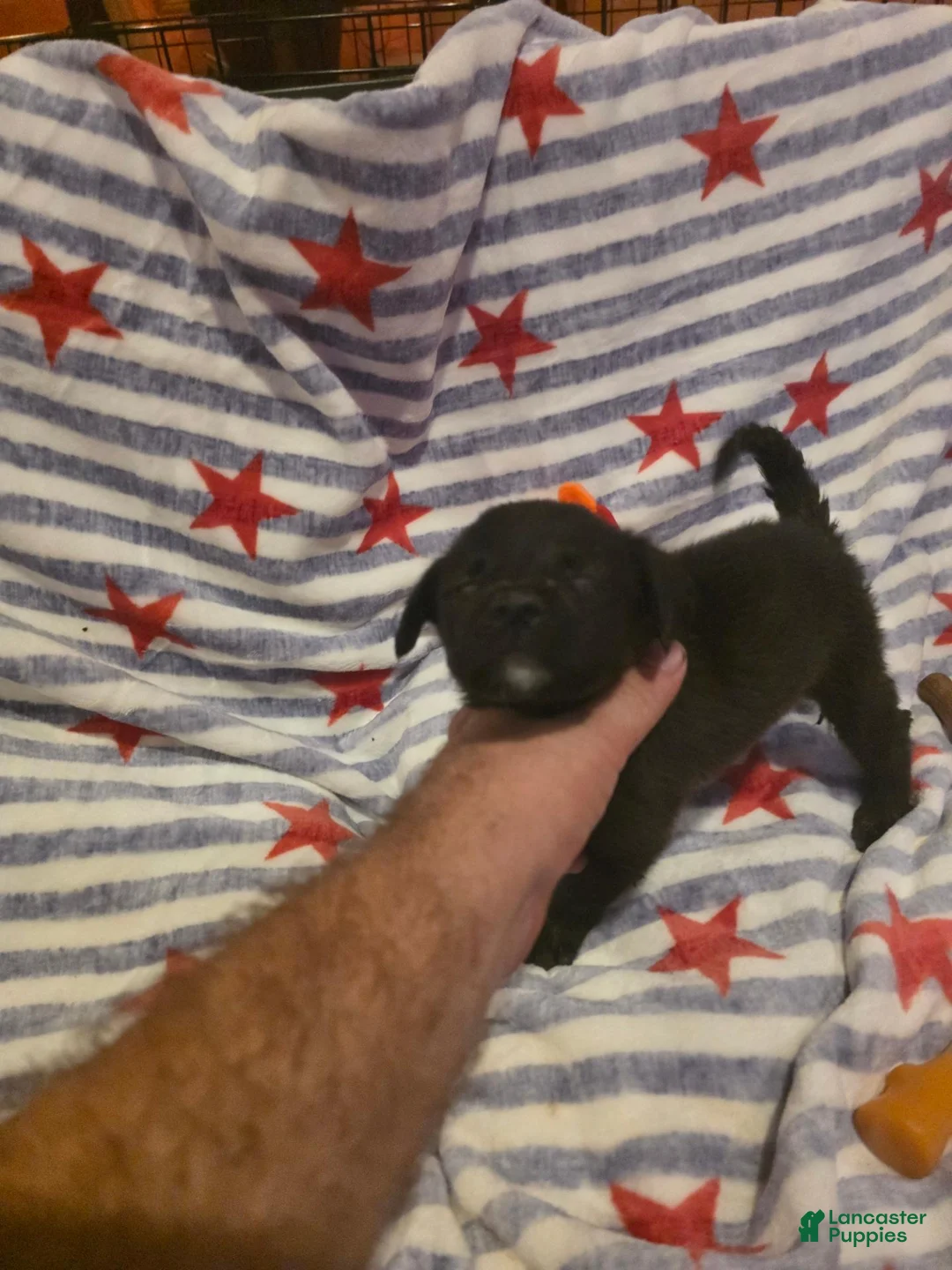 Mixed Breed dogs for sale: Mixed Breed 4 - Ad 3