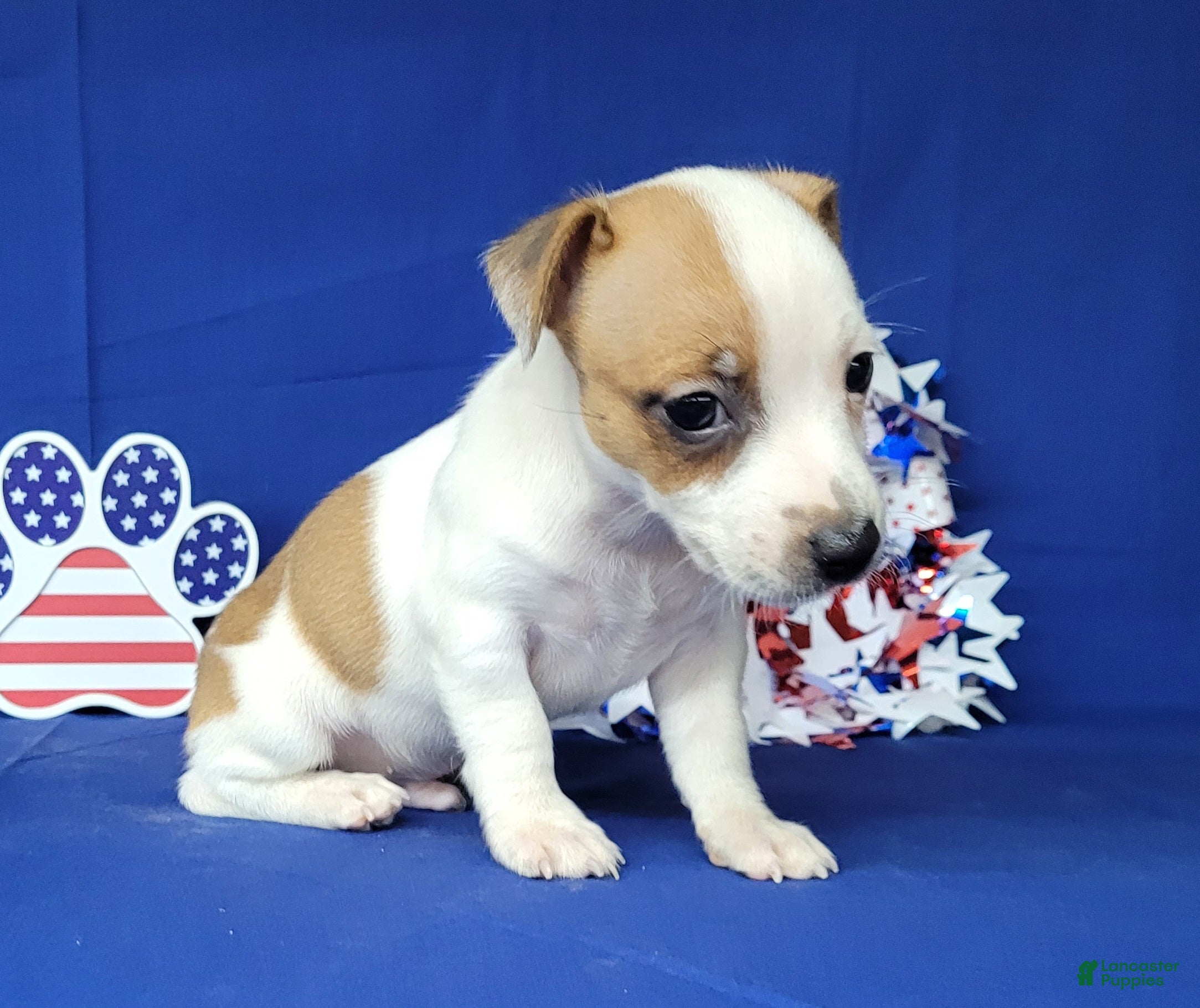 Jack Russell Terrier dogs Jax purebred JRT - Ad 2