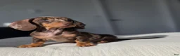 Miniature Dachshund dogs for sale: Miniature Dachshund 1 - Ad 2