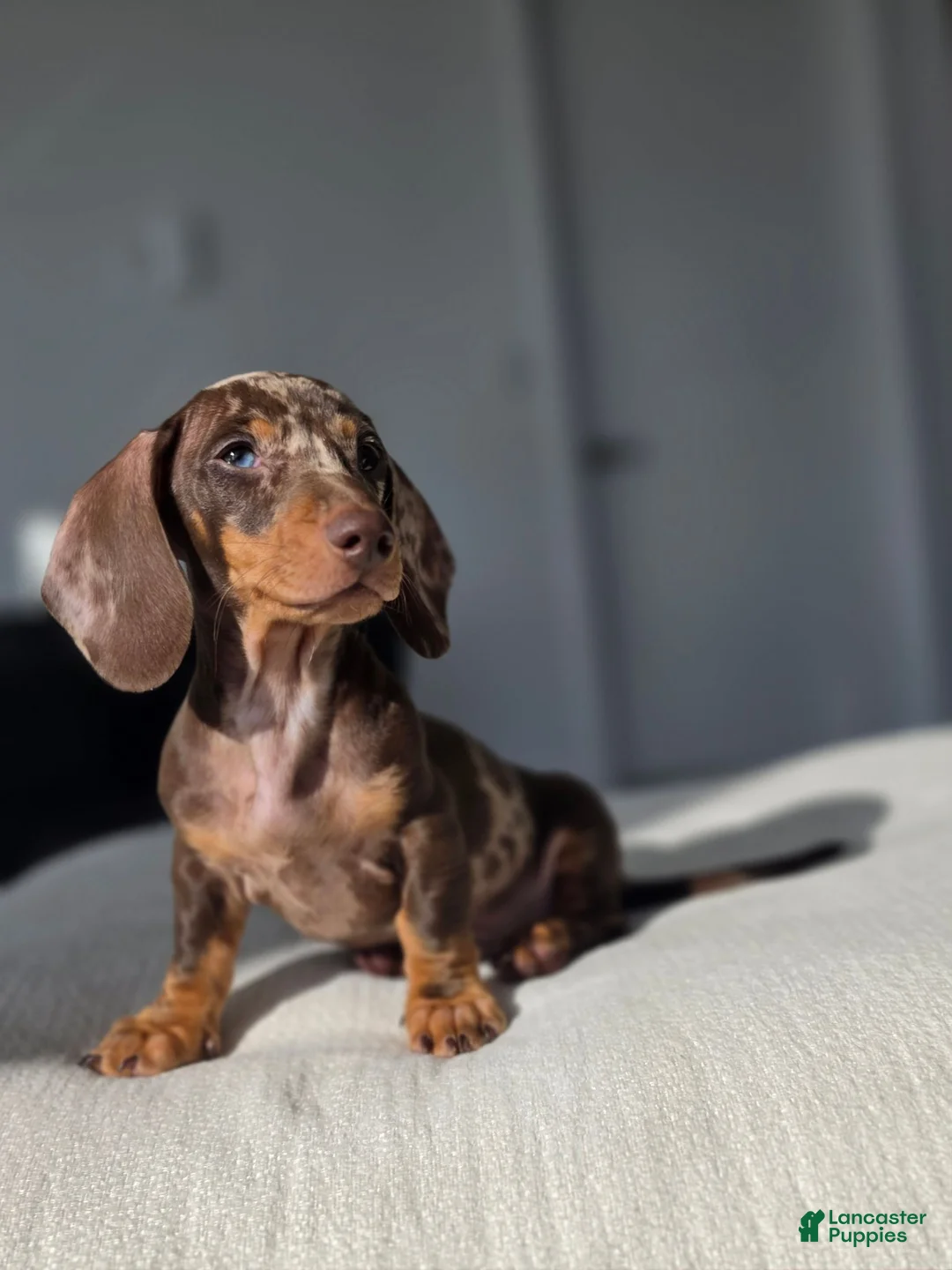 Miniature Dachshund dogs for sale: Miniature Dachshund 1 - Ad 2