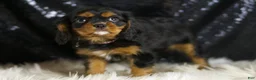 Cavalier King Charles Spaniel dogs for sale: Birdie - Ad 4