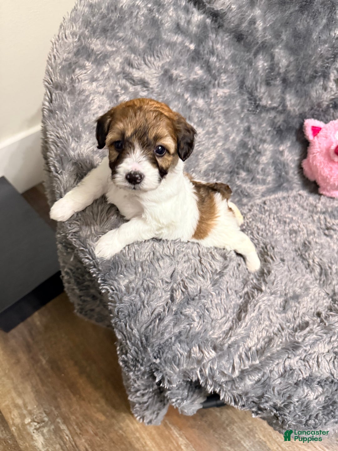 Pomapoo dogs for sale: Brooklyn - Ad 4