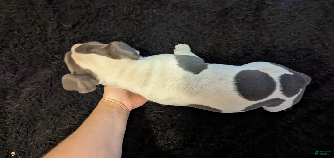 Gallery Image {{count}}