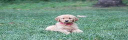 Golden Retriever dogs for sale: Ivy - Ad 2