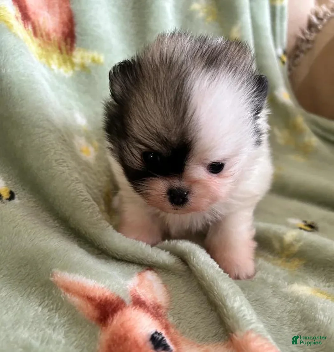 Pomeranian dogs for sale: Nyla - Ad 21