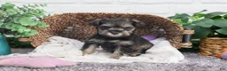 Miniature Schnauzer dogs for sale: Doris - Ad 16