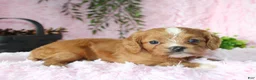 Cavapoo dogs for sale: Cavapoo 7 - Ad 2