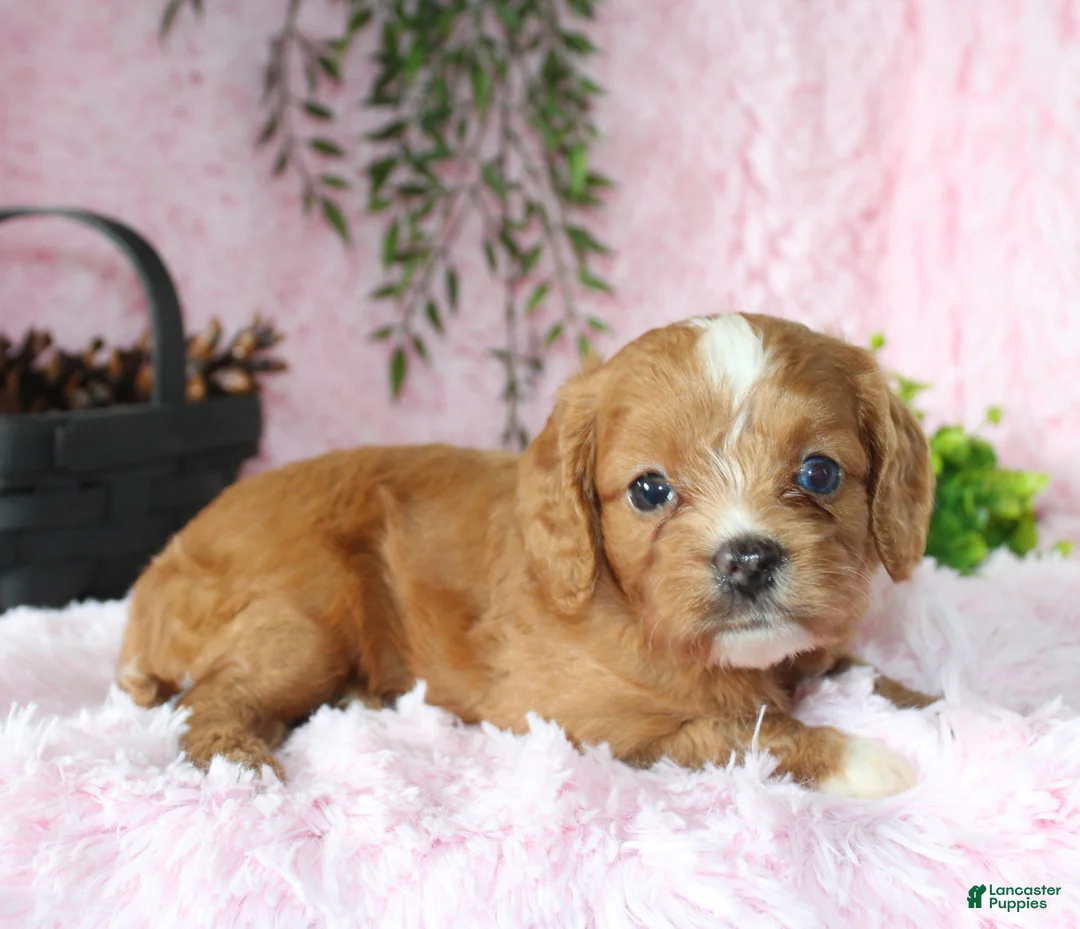 Cavapoo dogs for sale: Cavapoo 7 - Ad 2