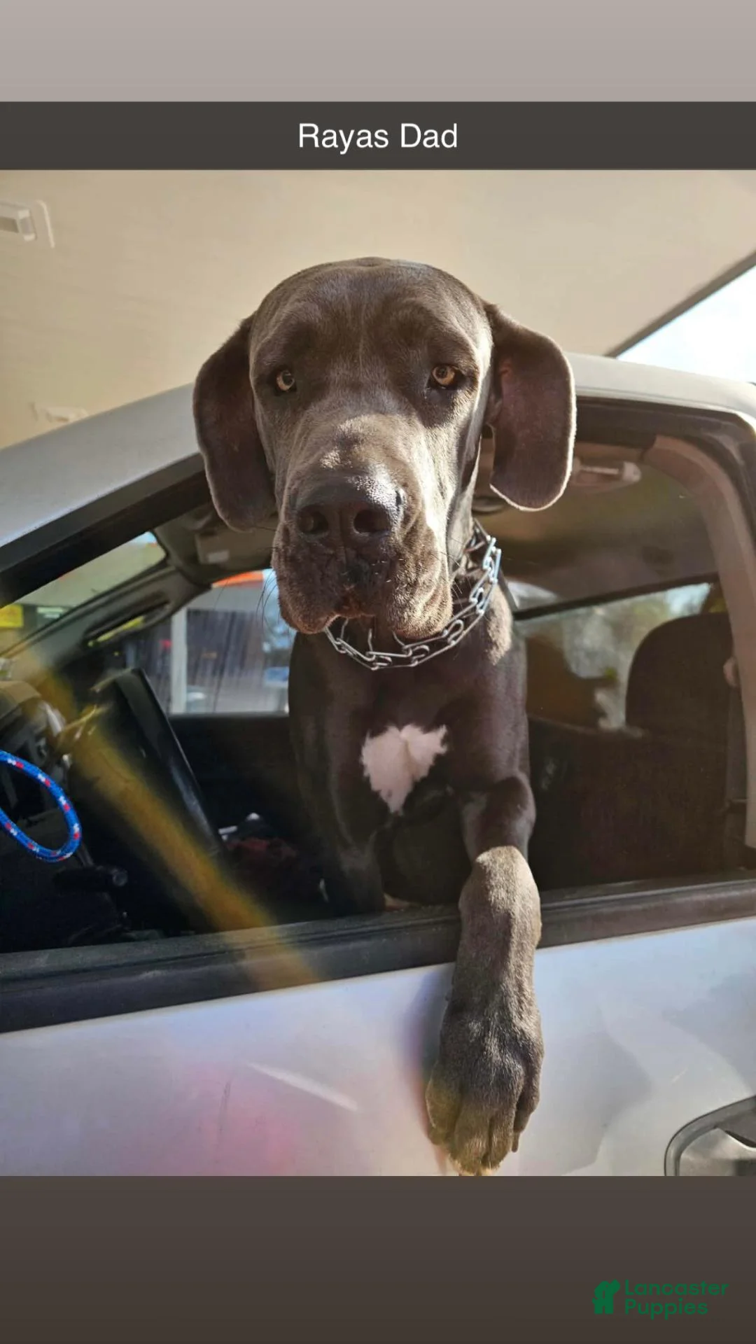 Great Dane dogs for sale: Black (dottie girl) - Ad 8