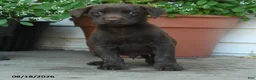 Labrador Retriever dogs for sale: Pete - Ad 5