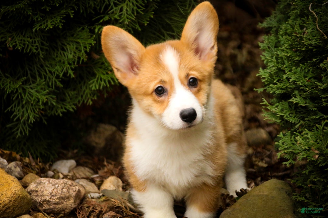 Welsh Corgi Pembroke dogs for sale: Sadie - Ad 6
