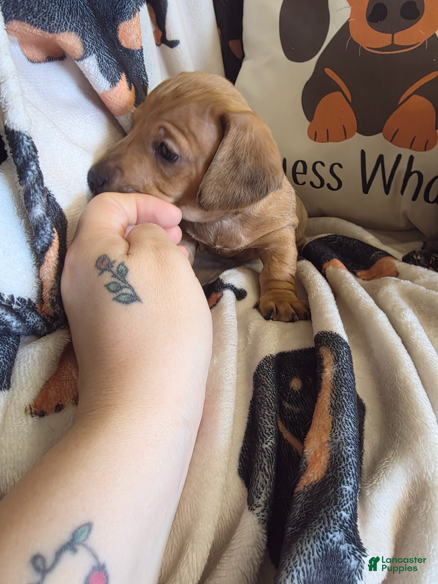 Miniature Dachshund dogs for sale: Danny - Ad 2