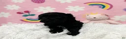 Cavapoo dogs for sale: Sophie - Ad 11