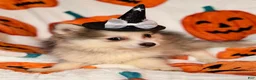Pomsky dogs for sale: Drake - Ad 15