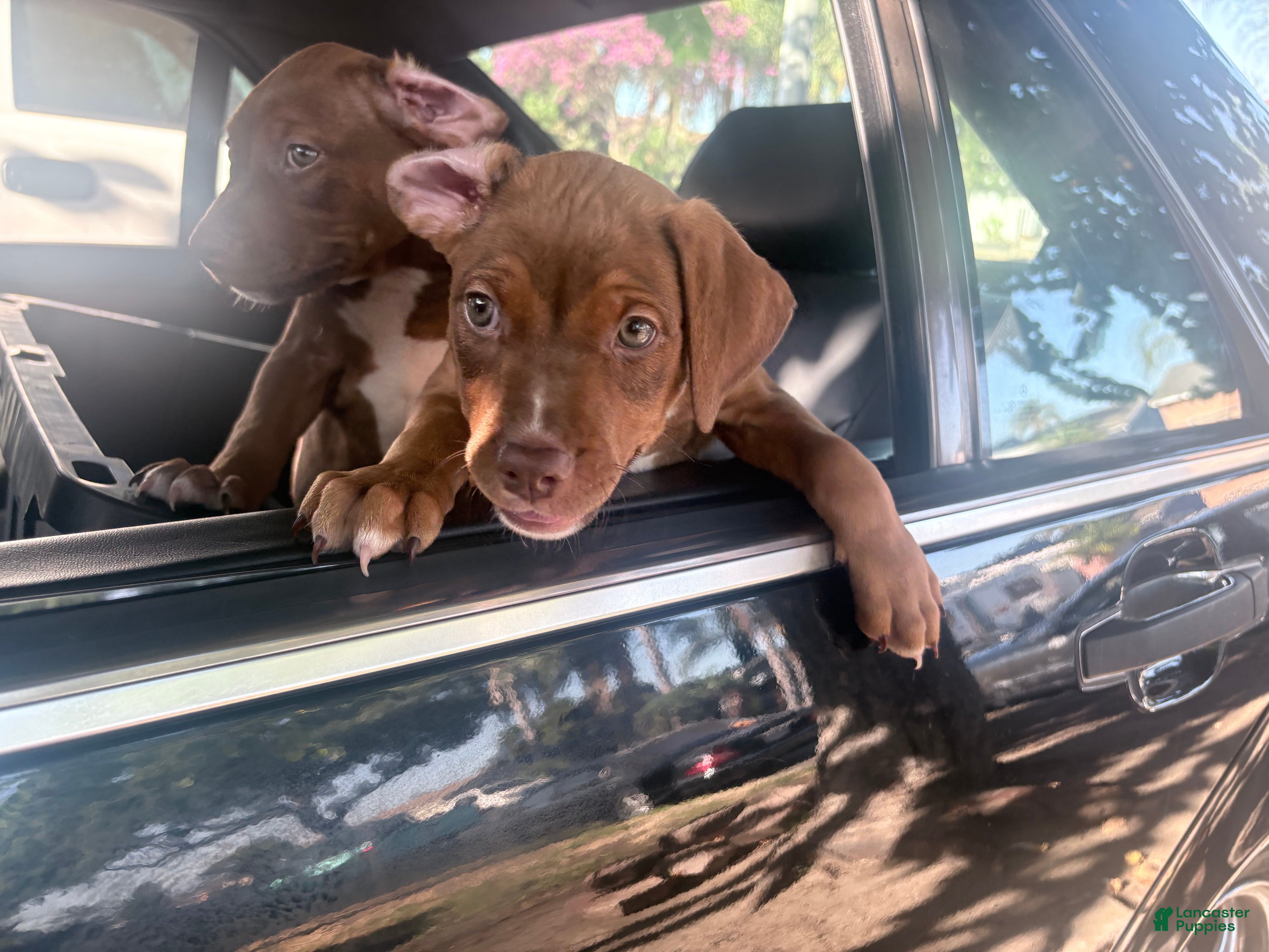 Mixed Breed dogs Mixed Breed 1 - Ad 34