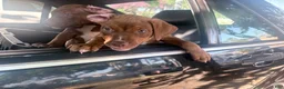 Mixed Breed dogs for sale: Mixed Breed 1 - Ad 1