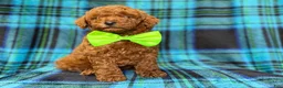 Mini Goldendoodle dogs for sale: Scooby - Ad 8