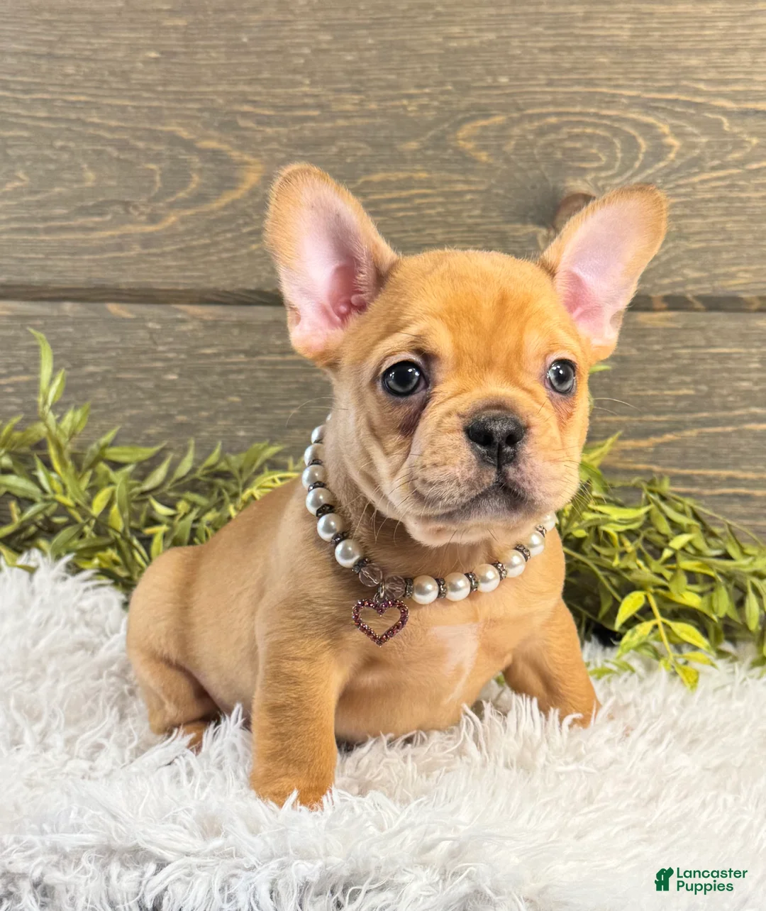 French Bulldog dogs for sale: Zuma - Ad 2