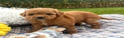 Mini Goldendoodle dogs for sale: Nova (Micro Mini Goldendoodle) - Ad 2