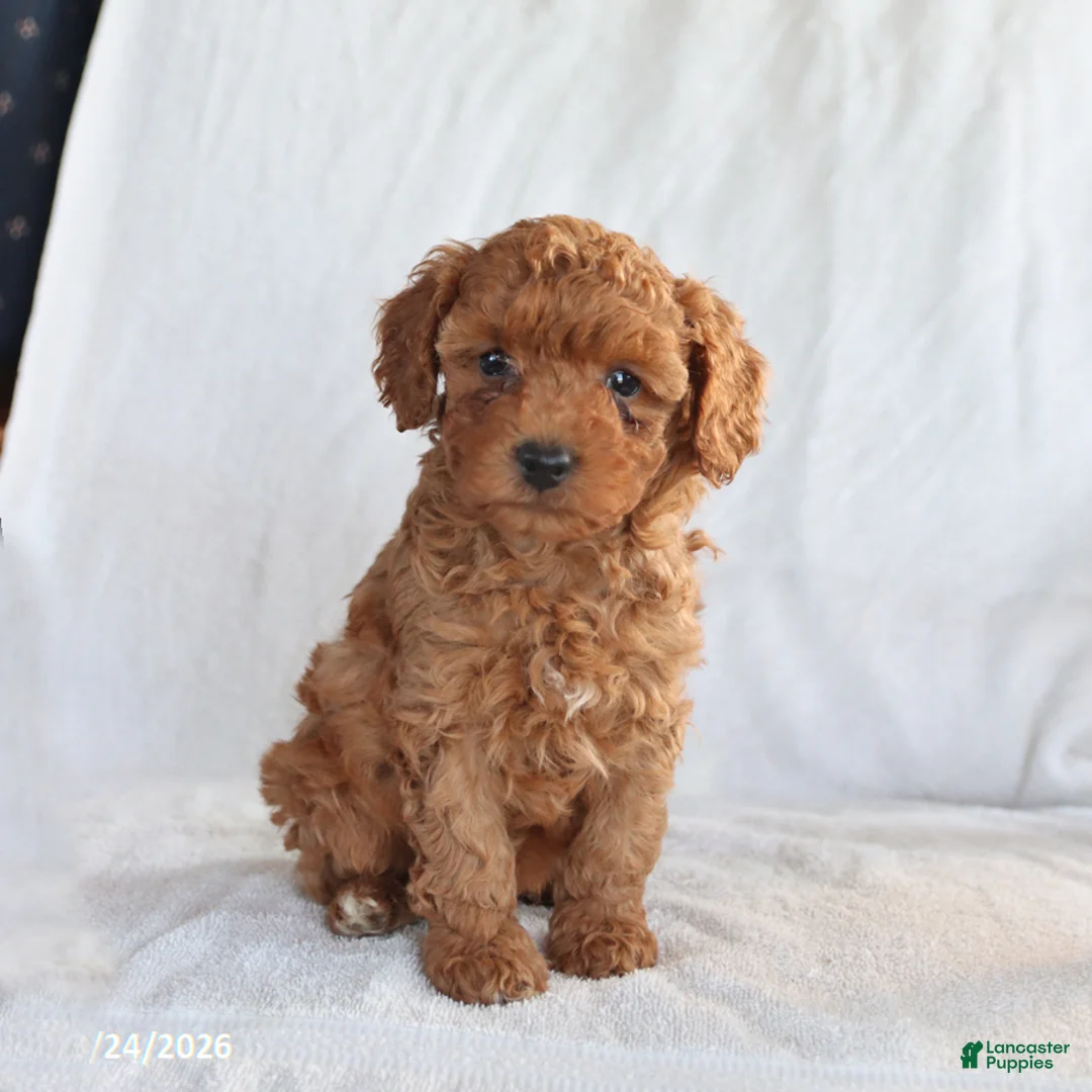 Toy Poodle dogs for sale: Andre - Ad 3