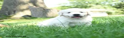 Golden Retriever dogs for sale: Fergison - Ad 3