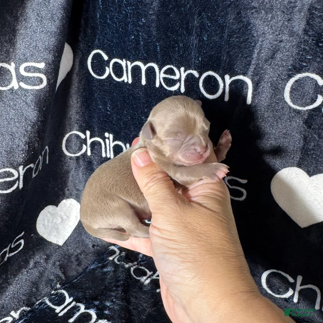 Chihuahua dogs for sale: Cannoli Lavender Smooth Coat - Ad 2