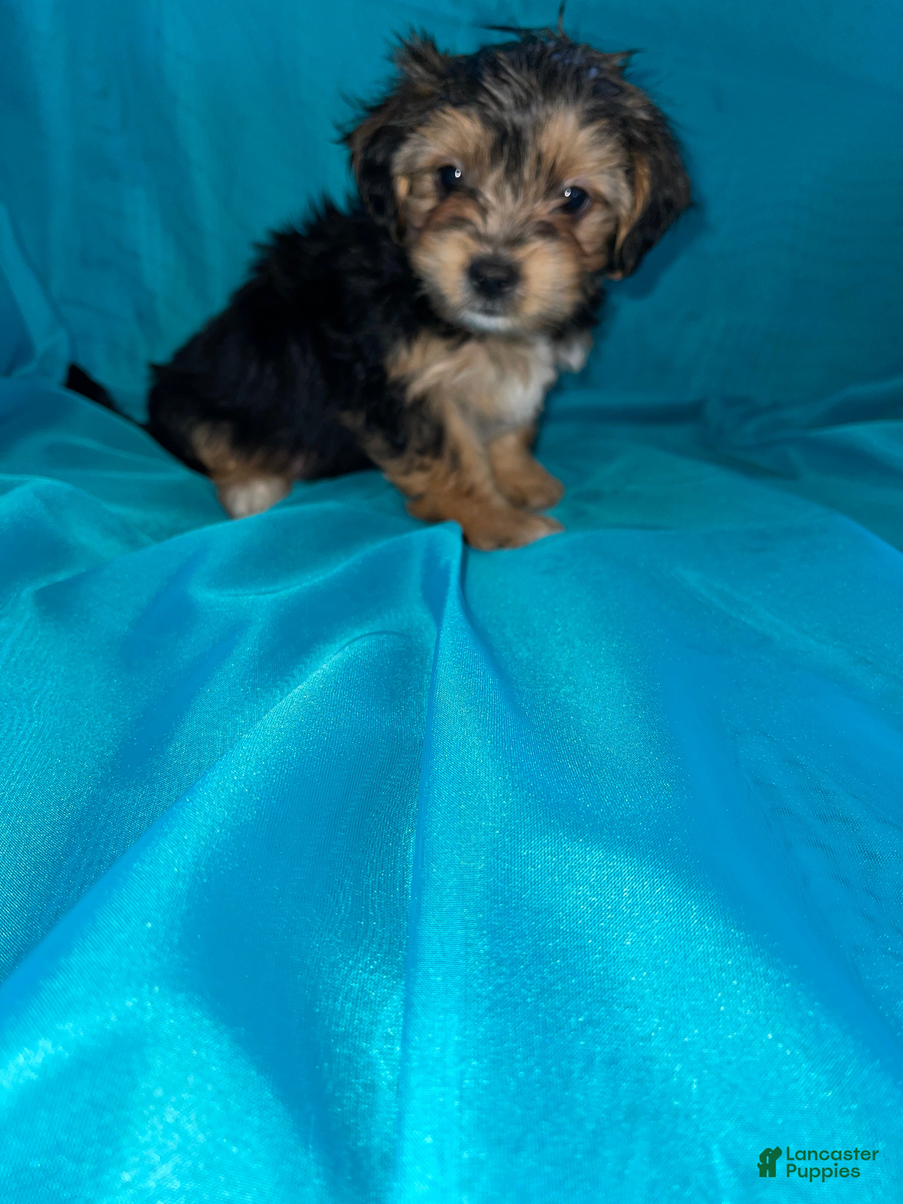 Morkie dogs for sale: Morkie 2 - Ad 2