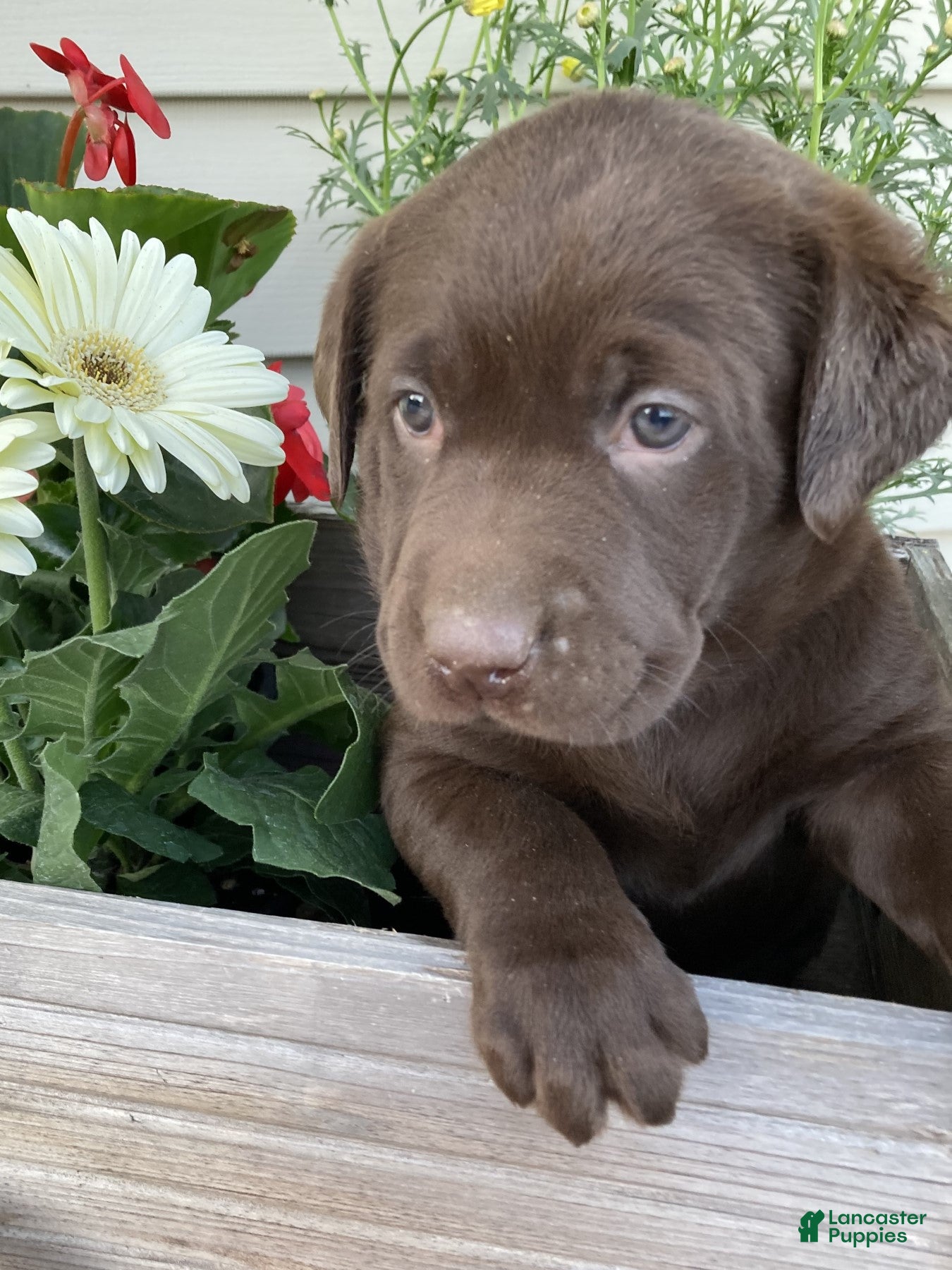 Labrador Retriever dogs for sale: Rosie - Ad 2