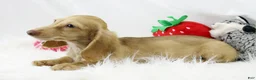 Dachshund dogs for sale: Karmella  CB Cr 4086 - Ad 5