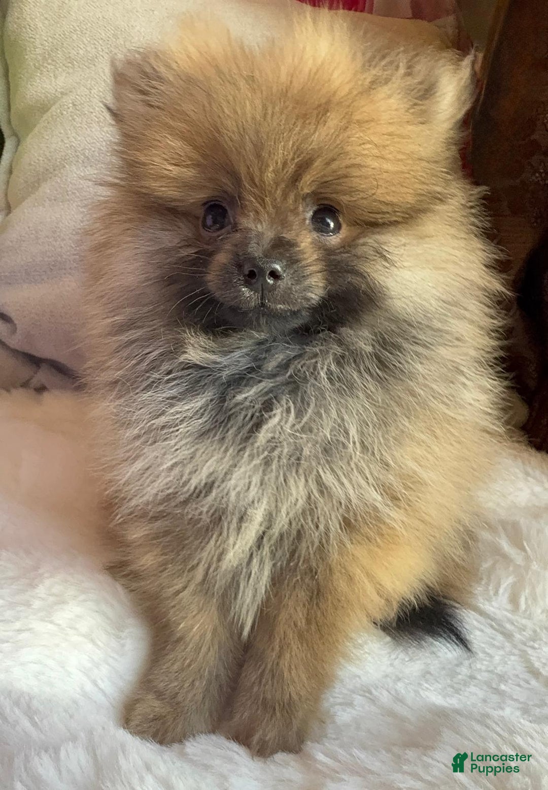 Pomeranian dogs for sale: Pomeranian Puppy tea cup Lulu  - Ad 2