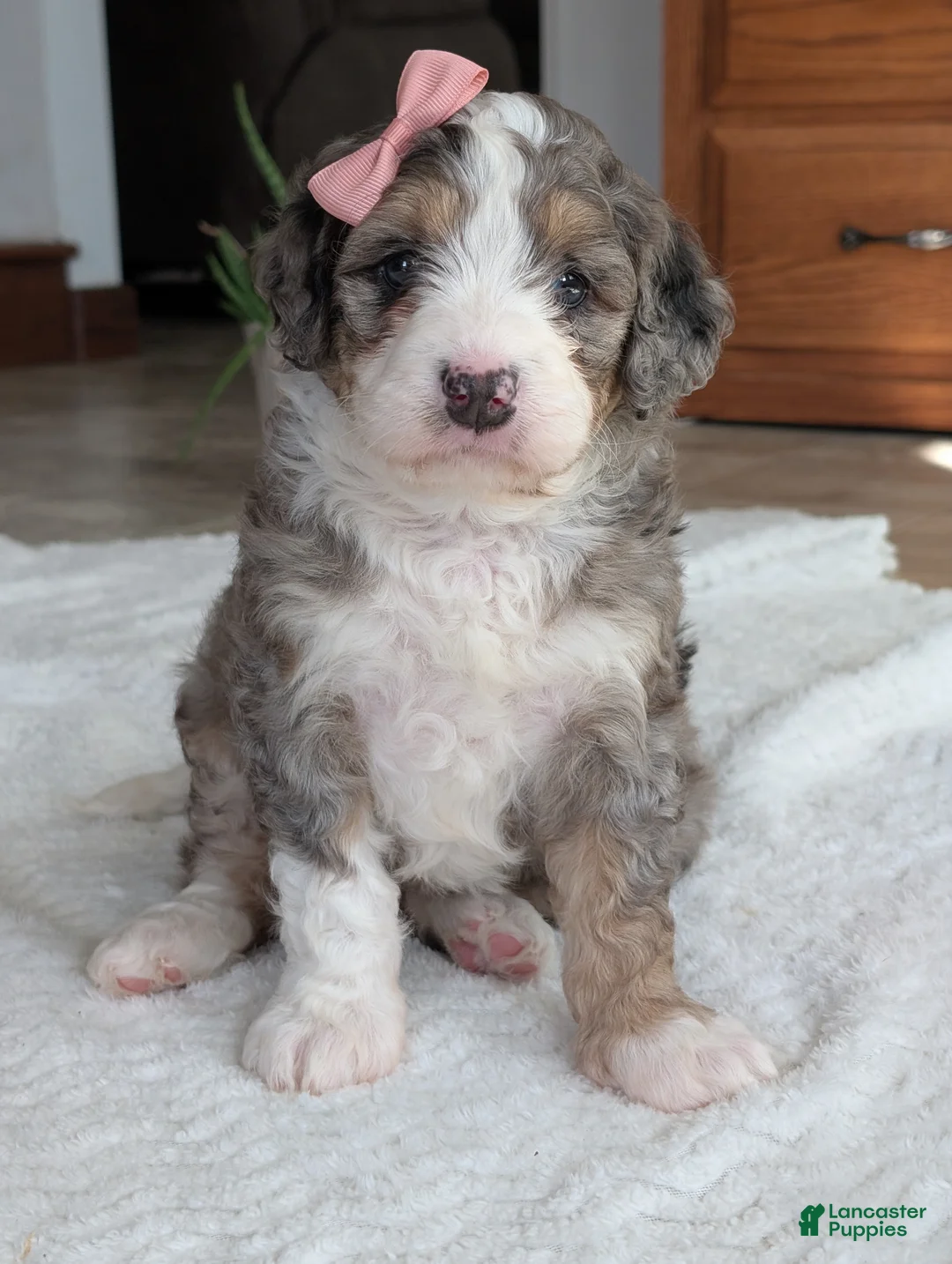 Mini Bernedoodle dogs for sale: Mini Annie  - Ad 2