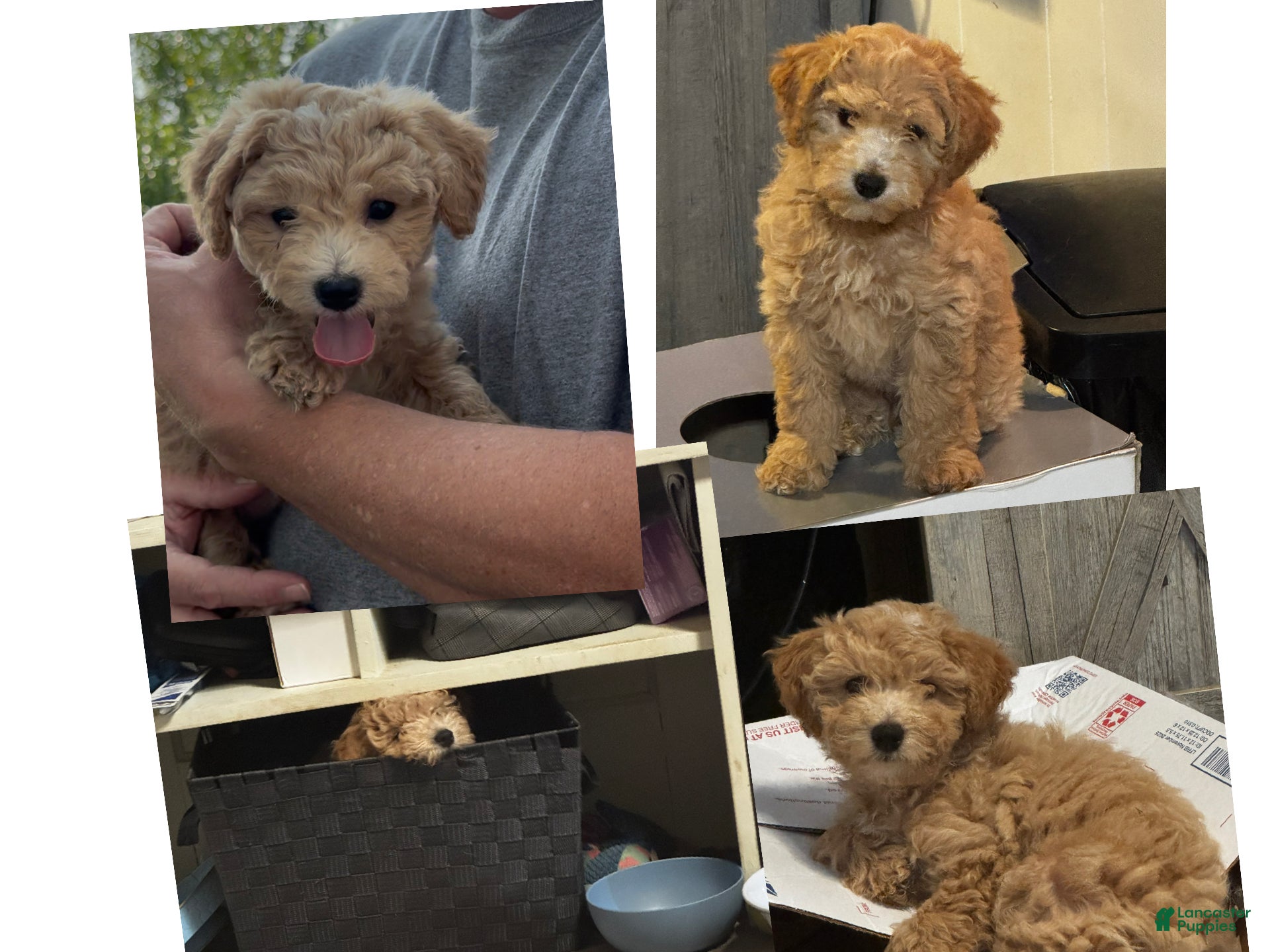 Mixed Breed dogs Kizzy  - Ad 2