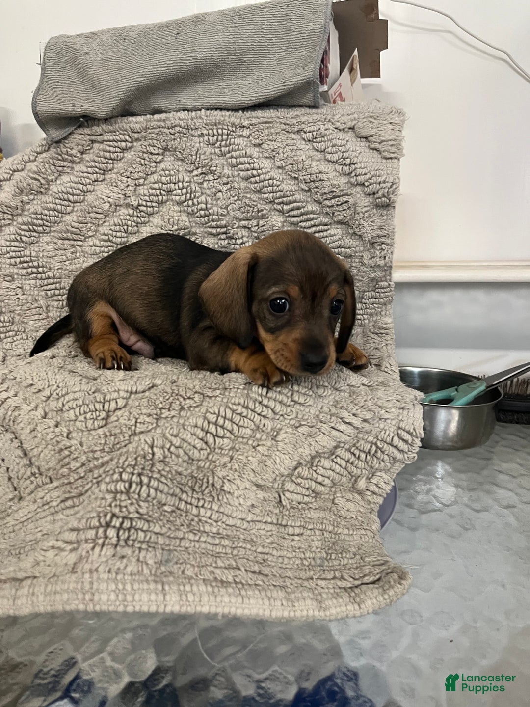 Miniature Dachshund dogs for sale: Joseph  - Ad 3