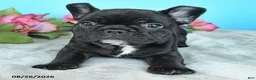 French Bulldog dogs for sale: Tommy - Ad 3