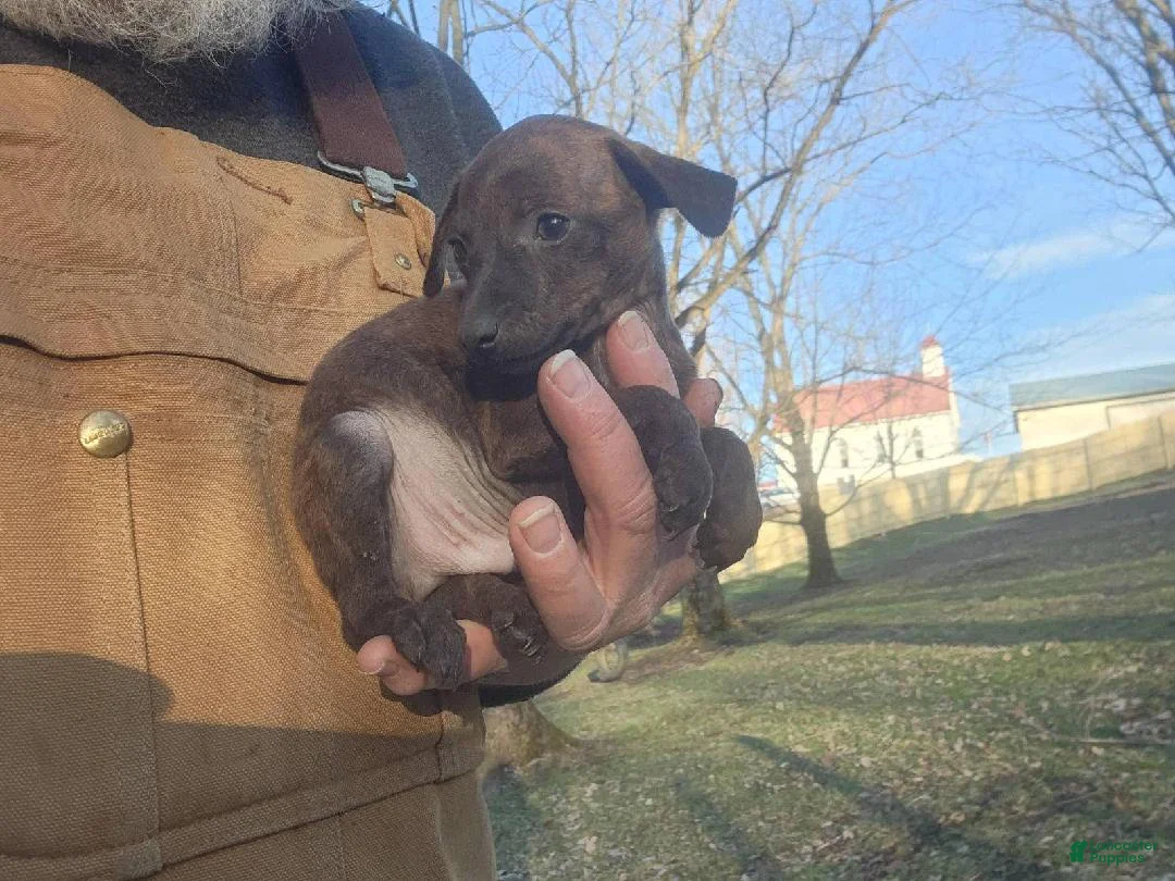 Miniature Pinscher dogs for sale: Harley - Ad 4