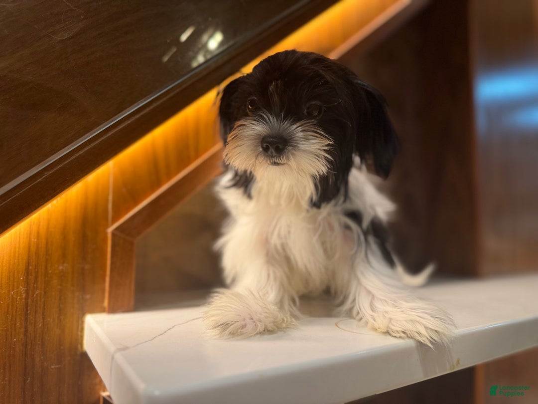Morkie dogs for sale: Mr Tiny - Ad 4