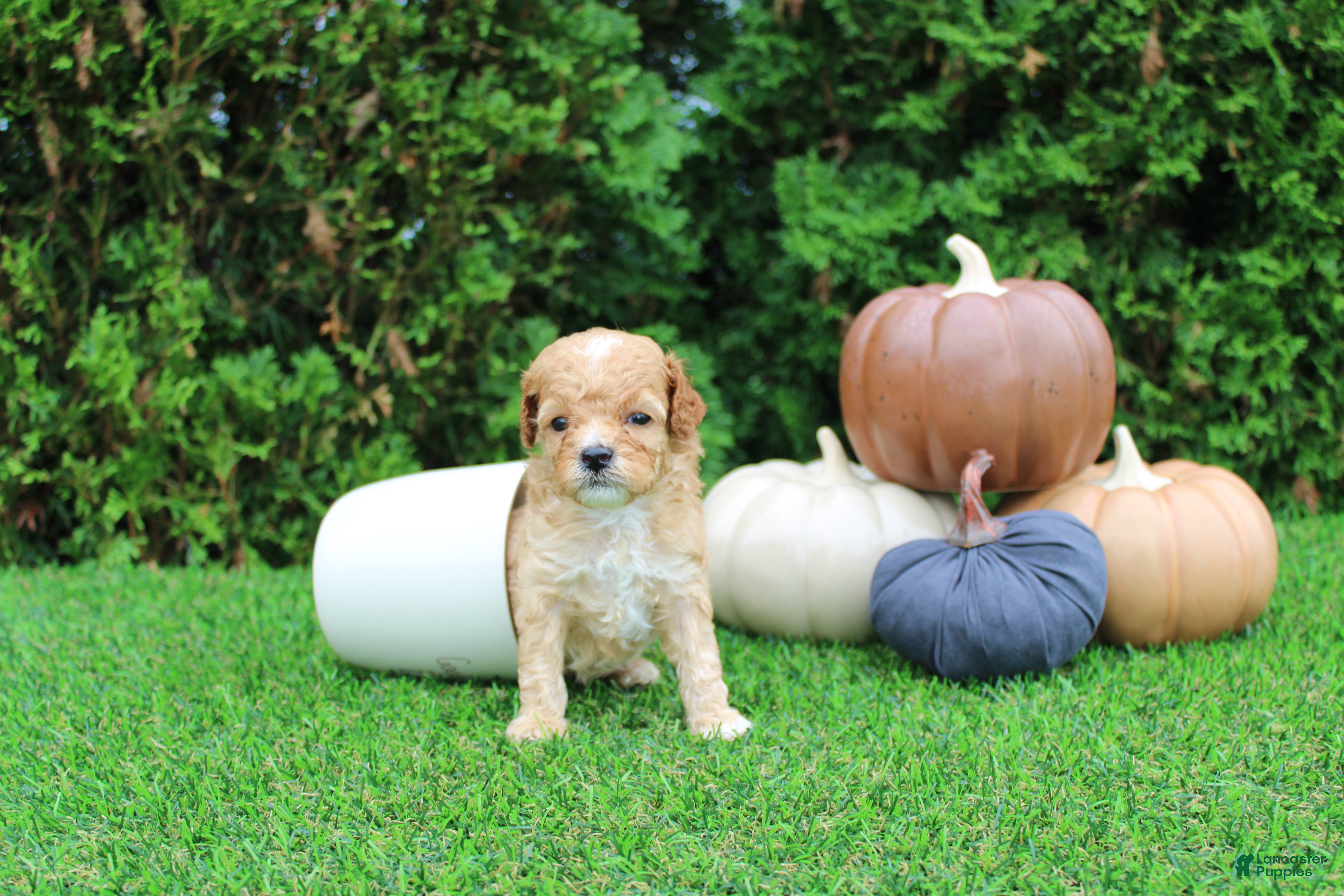 Toy Poodle dogs for sale: AKC Echo(tiny) - Ad 1