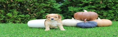 AKC Echo(tiny)