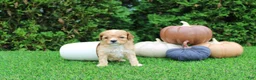 Toy Poodle dogs for sale: AKC Echo(tiny) - Ad 1