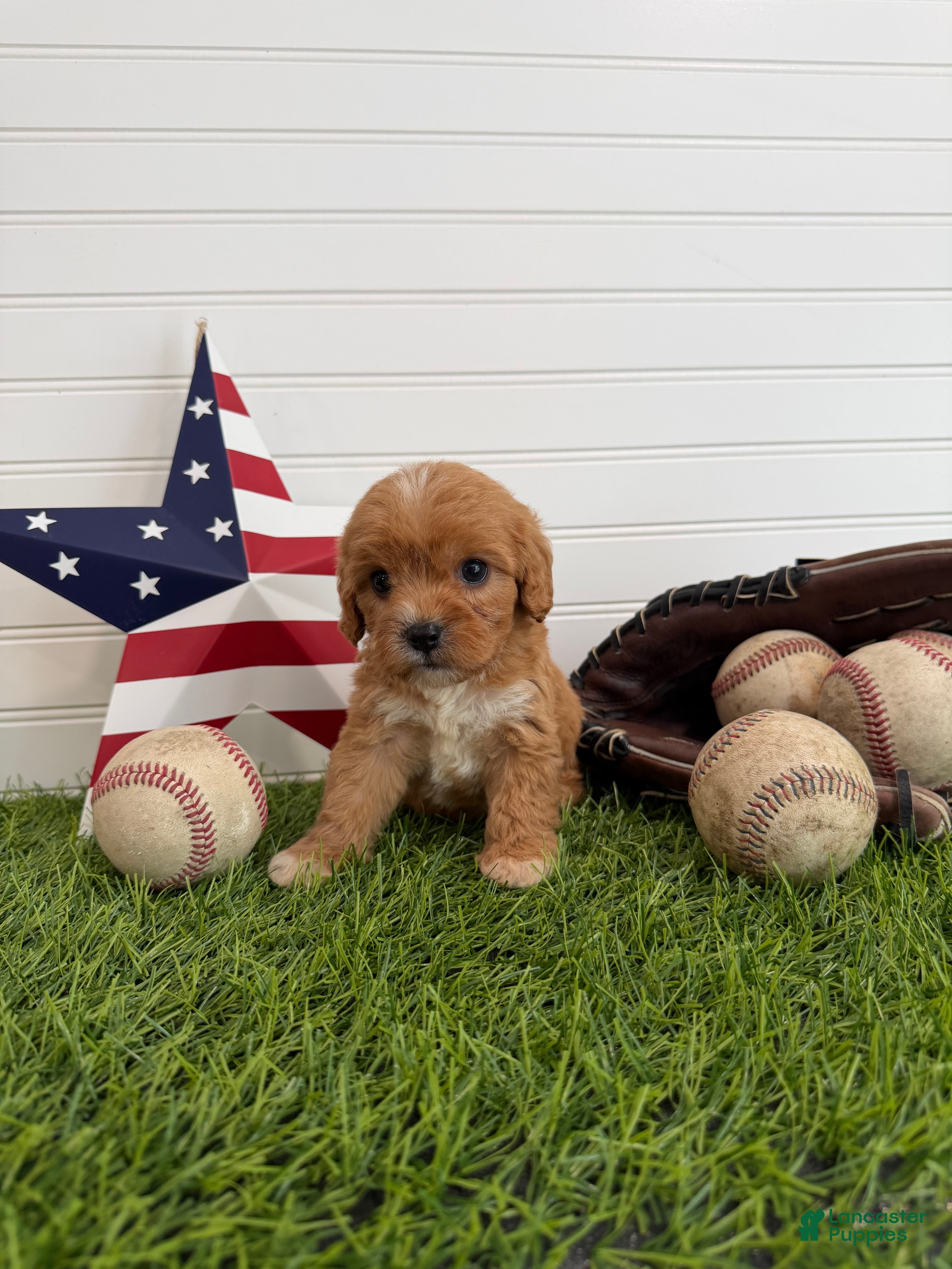Cavapoo dogs Sparkler - Ad 2