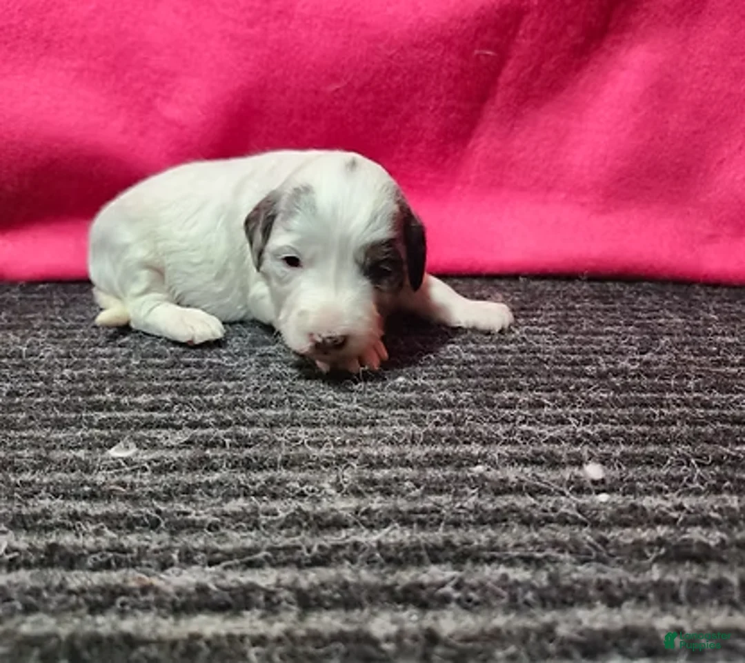 Bernedoodle dogs for sale: Jasmine - Ad 1