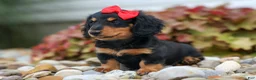 Miniature Dachshund dogs for sale: Tucker 🐶 - Ad 9