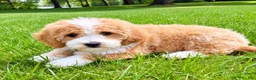 Mini Goldendoodle dogs for sale: Teddy Mini Goldendoodle F1B - Ad 7