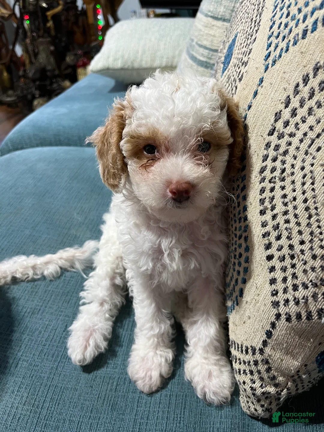 Gallery Image {{count}}