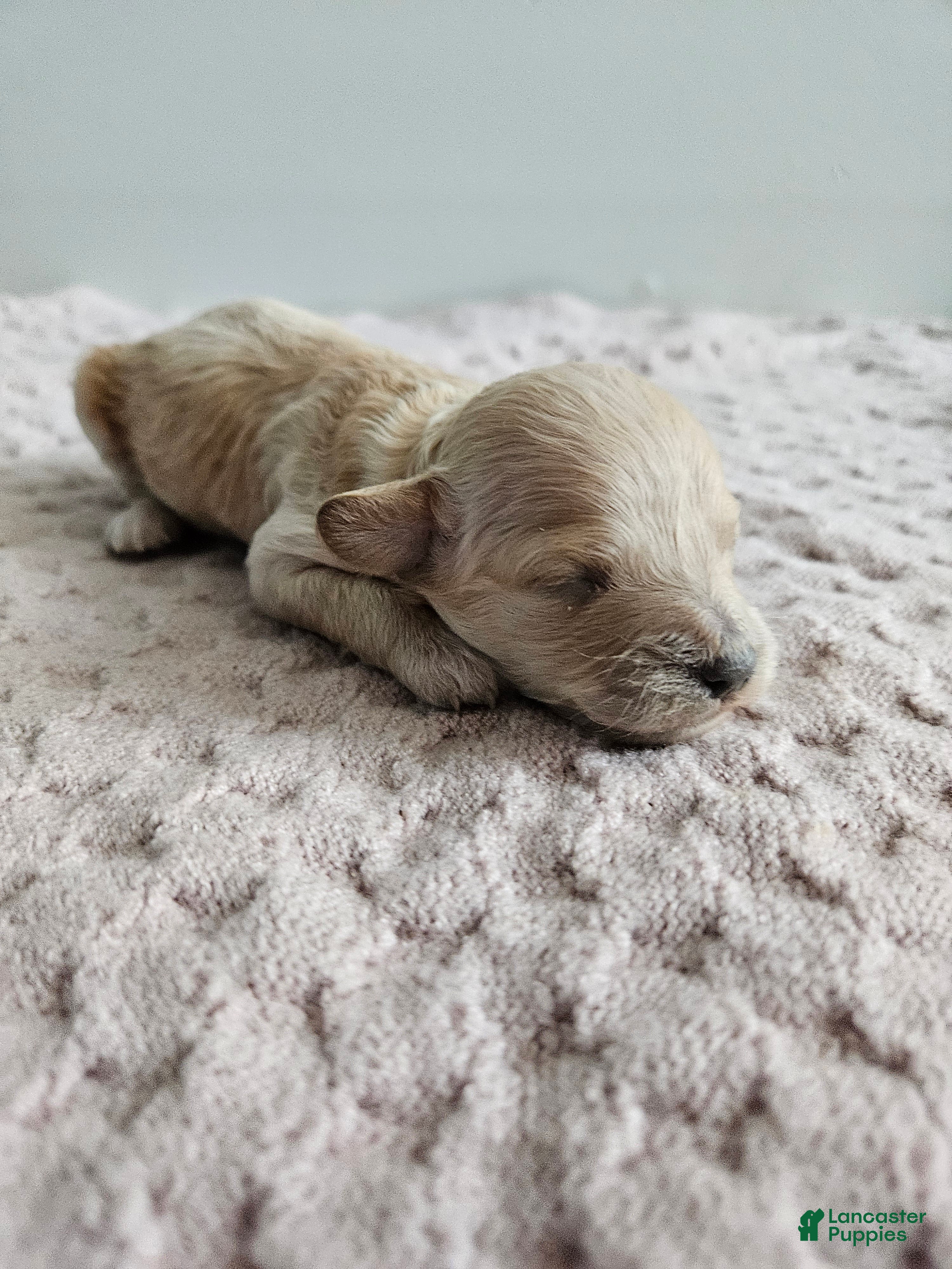 Cavapoo dogs Daisy - Ad 23